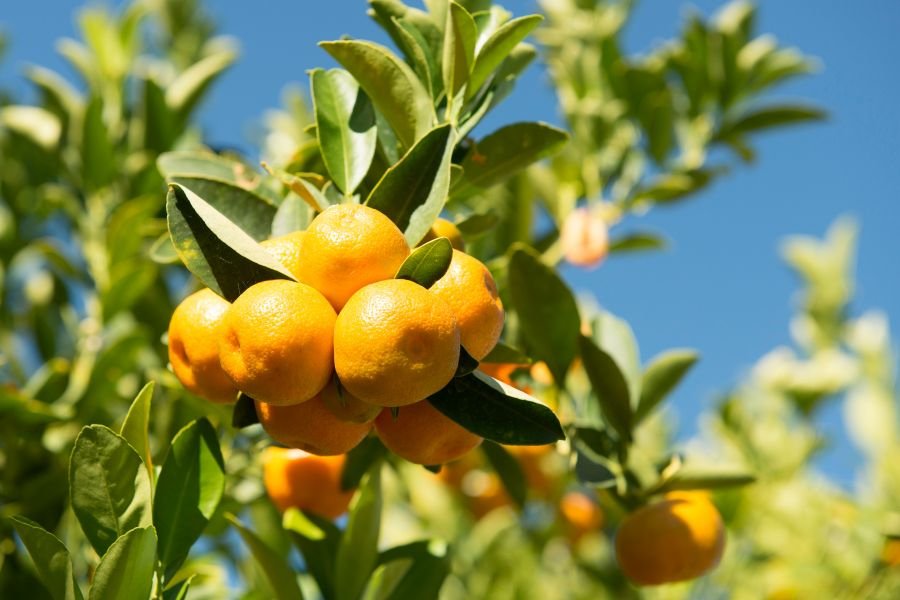 Fertilizers for Fruit Development