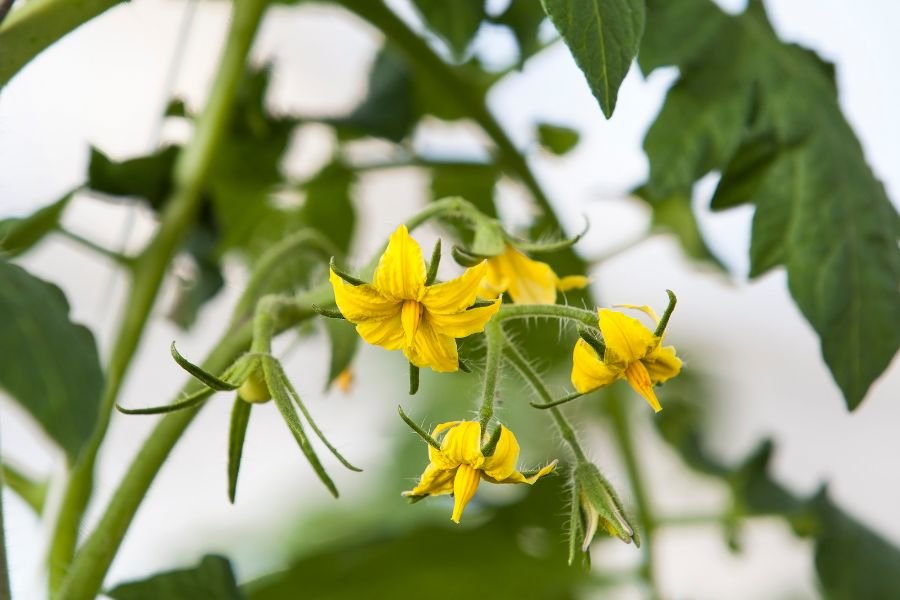 Fertilizers for Flowering & Fruit Set