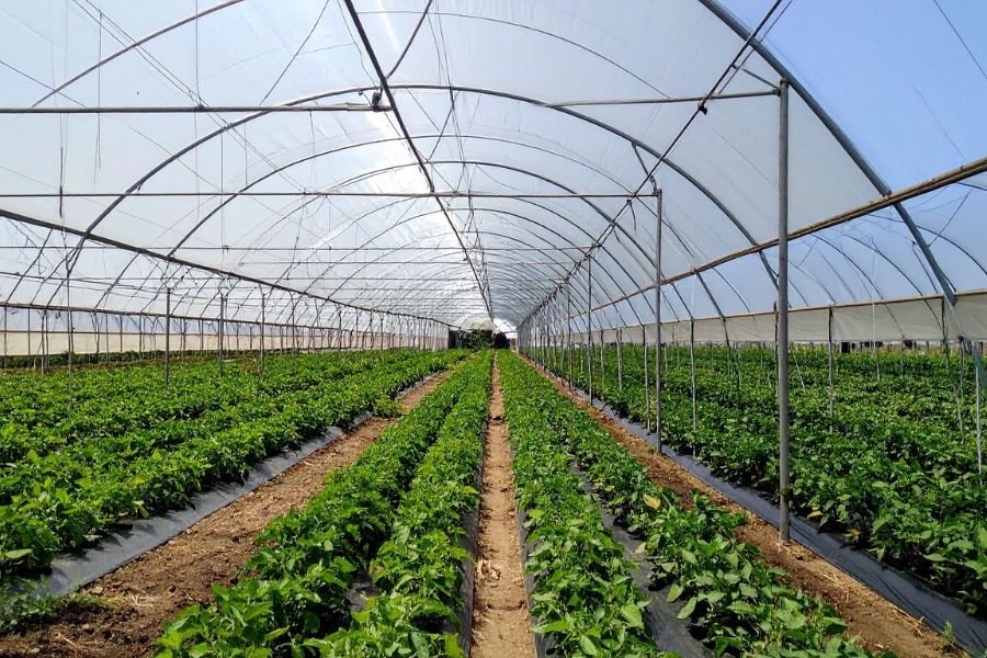 terranutrix crop nutrition